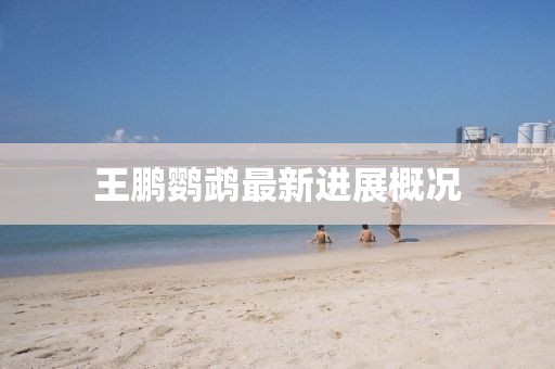 王鹏鹦鹉最新进展概况