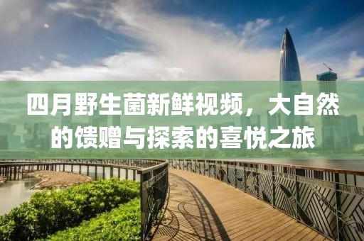 四月野生菌新鲜视频，大自然的馈赠与探索的喜悦之旅