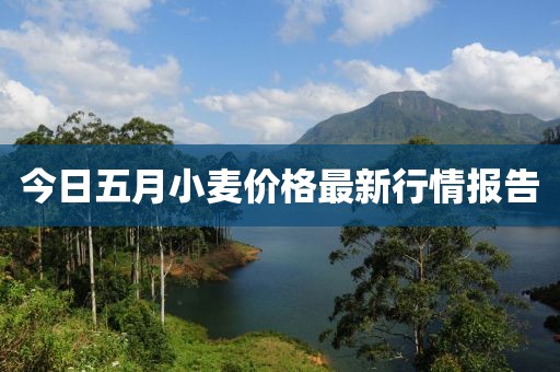 今日五月小麦价格最新行情报告