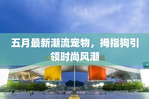 五月最新潮流宠物，拇指狗引领时尚风潮