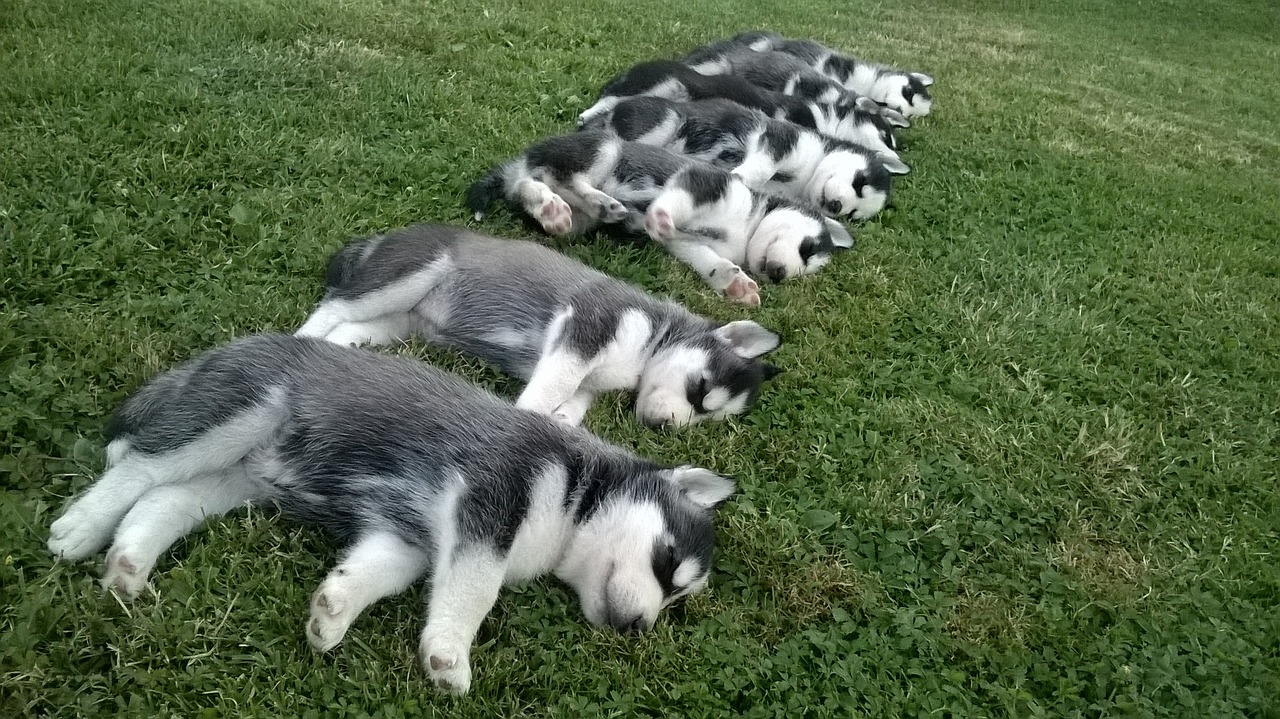 优质打猪犬出售，新模式下的养殖与交易探讨