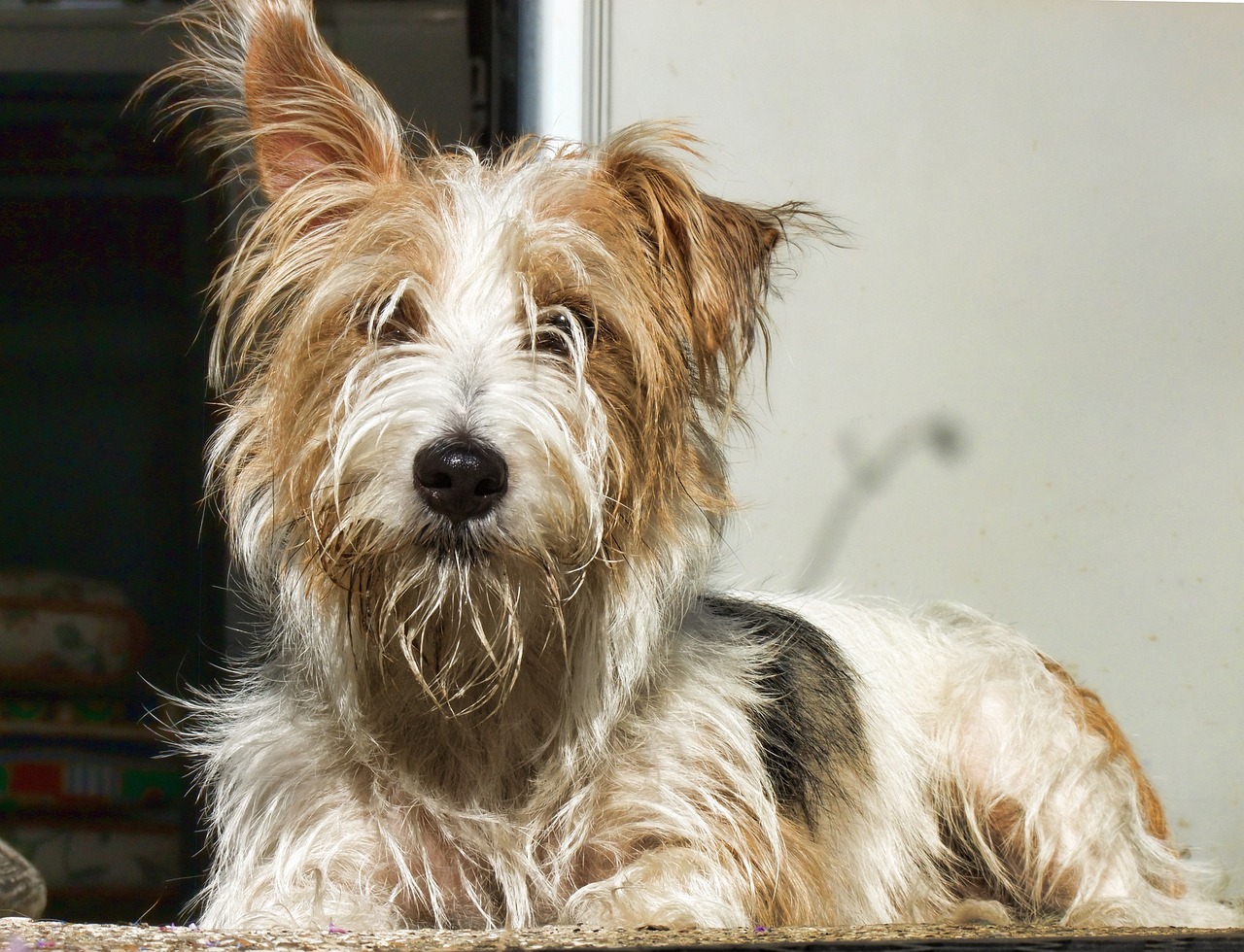 最新凉山小猎犬出售信息