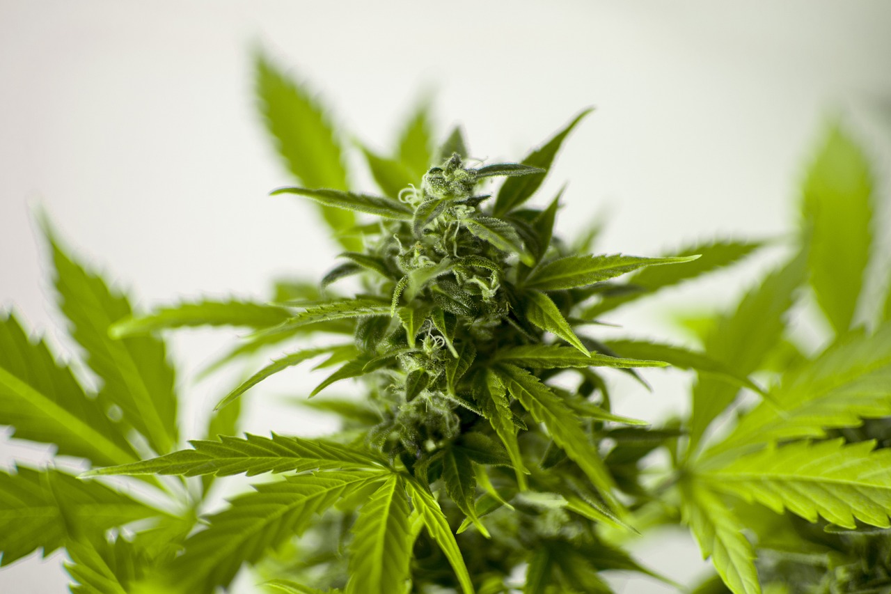 木犀娱乐最新版下载，体验分享与潜在娱乐健康问题探讨