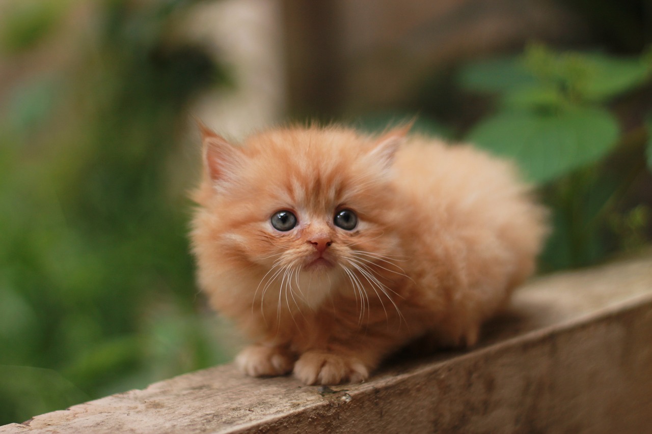 猫石对话最新一周运势预测