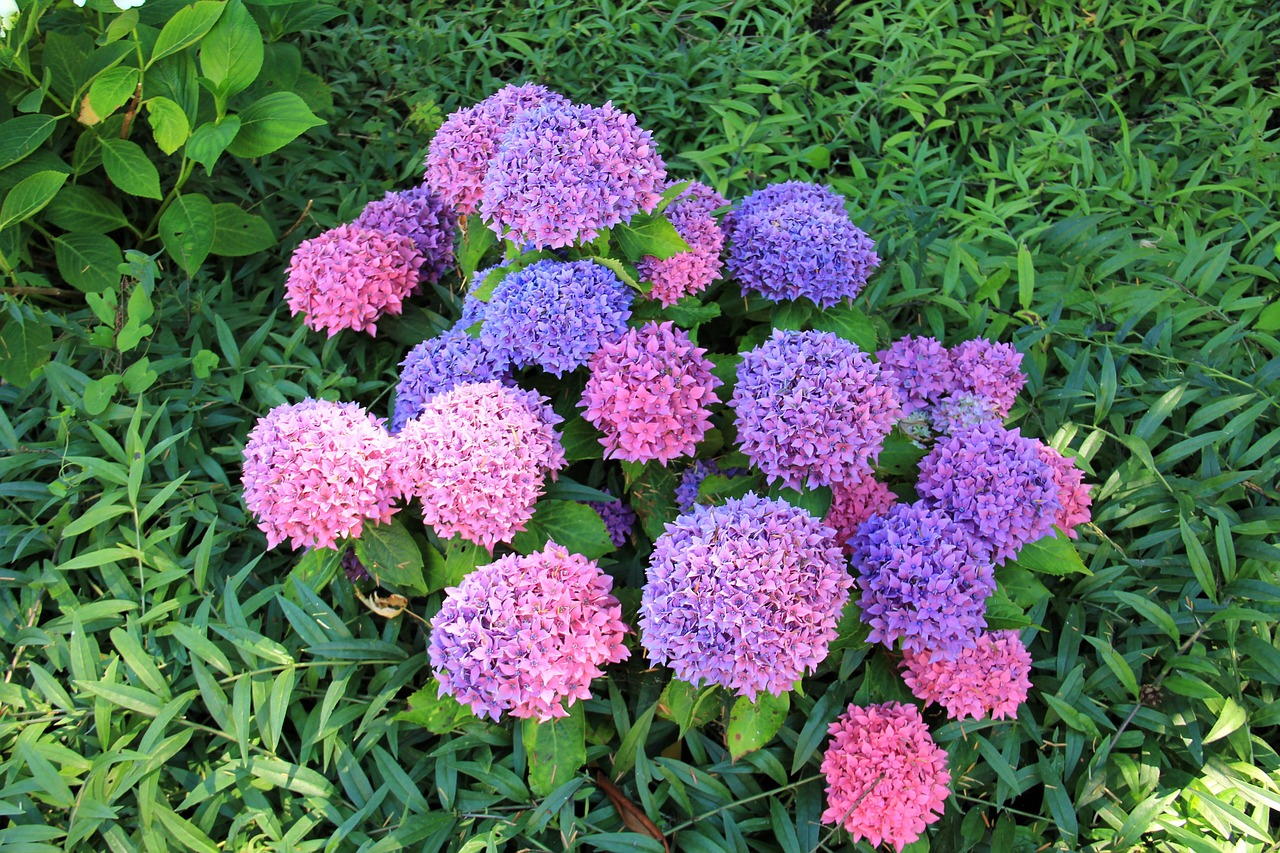 一枝花最新预测，未来趋势与发展动向展望