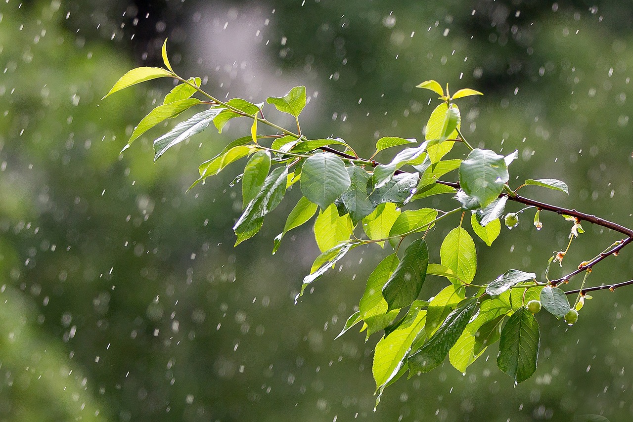 最新暴雨预警发布，暴雨预报更新通知